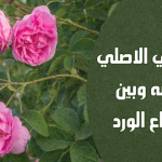 الورد الطائفي الاصلي : مقارنة بينه وبين باقي أنواع الورد