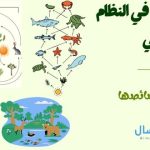 انتقال الطاقة في النظام البيئي خطواتها .. خصائصها