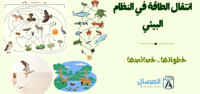 انتقال الطاقة في النظام البيئي خطواتها .. خصائصها