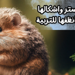 انواع الهامستر واشكالها .. وأحسنها وأنظفها للتربية