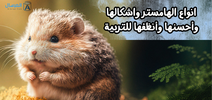 انواع الهامستر واشكالها .. وأحسنها وأنظفها للتربية