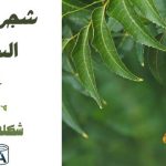 شجرة النيم في السعودية شكلها ومميزاتها