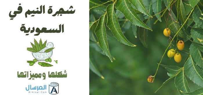 شجرة النيم في السعودية شكلها ومميزاتها