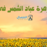 زهرة عباد الشمس : معناها بالحب .. والرمزيات التي ترمز لها
