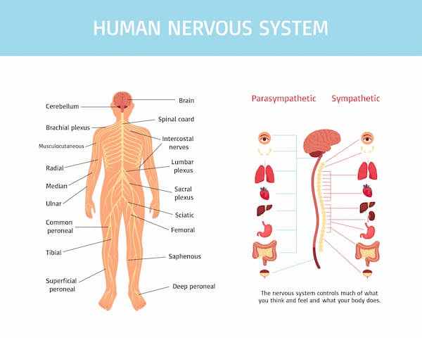 Human nervous system infographics in flat design