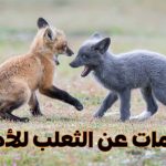 معلومات عن الثعلب للأطفال