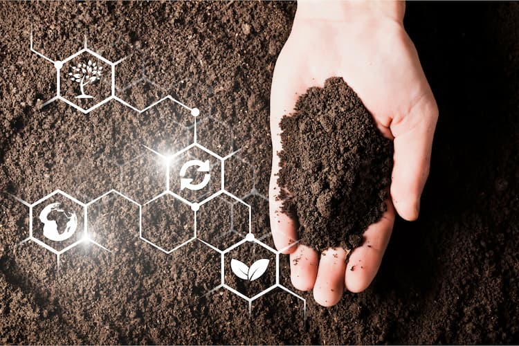 الدبال هو بقايا نباتات وحيوانات متحللة في التربة