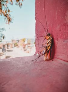 كم عدد حجرات القلب في الصرصور