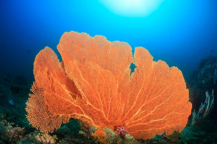 الشعب المرجانية في البحر الأحمر