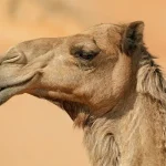 الحيوان الذي زادت بركته عند السيده حليمه السعديه