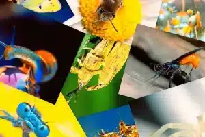 الحيوان الذي لا يمتلك هيكل عظمي: تعرف على خصائصه المدهشة