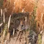 الحيوان الذي يصطاد غيره من الحيوانات ليتغذى عليه يطلق عليه