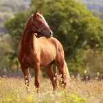 الحيوان الذي ينام وهو واقف تعرف على أسراره وحقائقه المدهشة