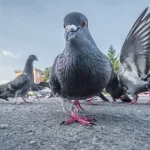 الحيوان الذي ينتحر إذا ماتت زوجته حقائق مذهلة عن الوفاء