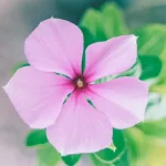 كلمات تعبر عن الأمل والفرحة