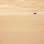 استخدامات الخيول والجمال