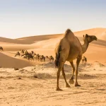 ما هو الحيوان الذي يبكي عند سماع القران؟ اكتشف الحقيقة