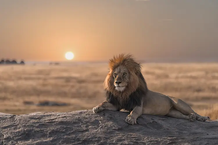 ما هو الحيوان الذي يُسمى البهنس؟ اكتشف أسراره وصفاته