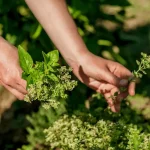 هل عشبة المريوت هي الميرمية؟ الفرق والفوائد والاستخدامات