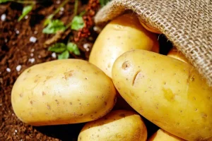 أجزاء النبات ينمو من البذور