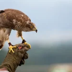 التراث السعودي الغير مادي المسجل في اليونسكو