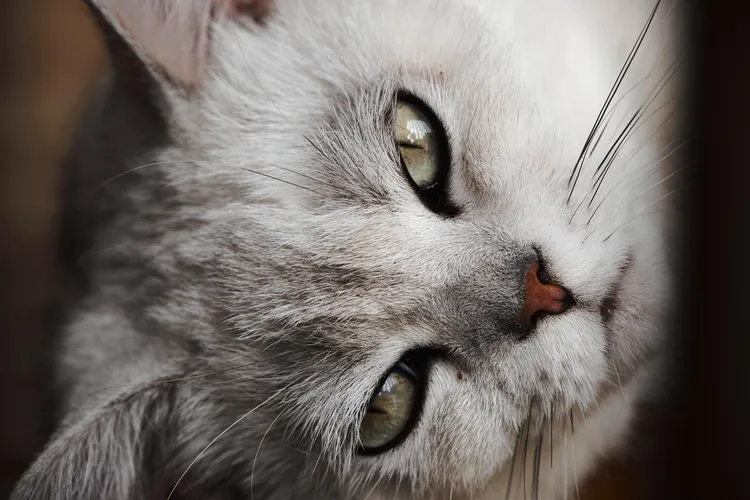 داء المقوسات أو مرض القطط Toxoplasmosis .. والحمل