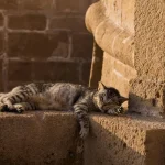 ضياع القطط في المنام