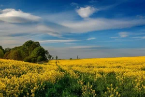 تأثير العولمة الثقافية على وجهات النظر