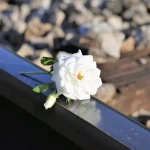 فهم الآثار والحلول لصدمات الطفولة