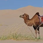 جمل يسير فوق رمال الصحراء
