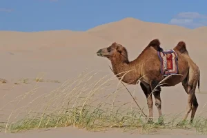 جمل يسير فوق رمال الصحراء