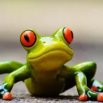 ضفدع يتنفس في باطن الأرض