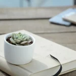نبات الصبار وامتصاص الماء