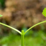 ماذا تسمى الخلايا التي تنقل الغذاء السكر الى جميع اجزاء النبات