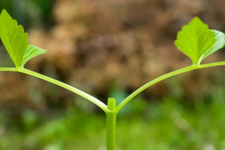 ماذا تسمى الخلايا التي تنقل الغذاء السكر الى جميع اجزاء النبات