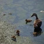 جودة الهواء وتلوث البيئة