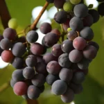 العنب والرمان في الطائف