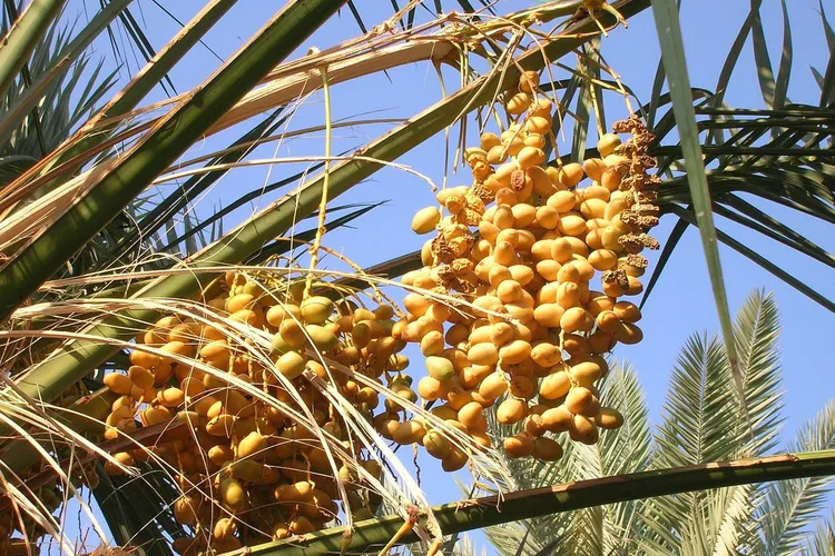 تمور من القصيم
