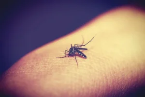 معلومات عن مرض ينقله بعوض الانوفيليس