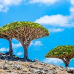 اهمية جزيرة سقطرى