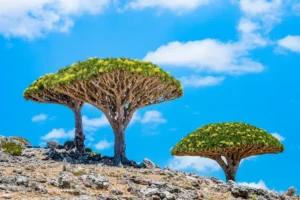 اهمية جزيرة سقطرى