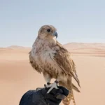 شعر عن عزة النفس والشموخ
