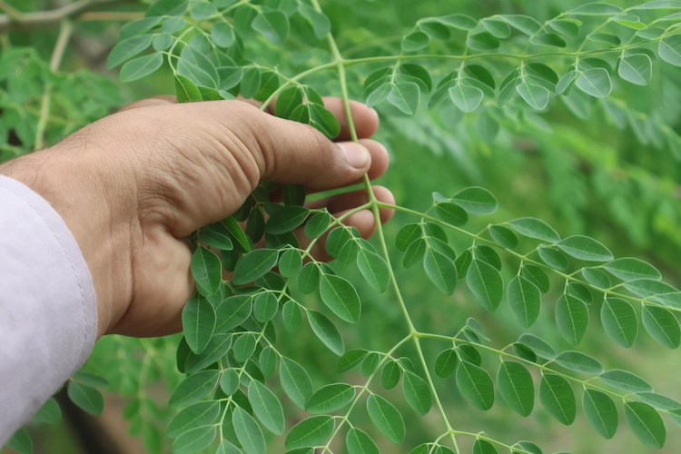 معلومات عن المورينجا