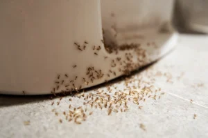 رقية طرد النمل من البيت مكتوبة