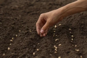 ما التكيفات التي تحدث للبذور لكي يتمكن الهواء من نقلها