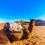 ما هي التكيفات التركيبية للجمل