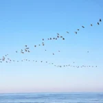 من التكيفات التي وهبها الله للطيور لتساعدها على الطيران