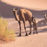 هل يعتبر خف الجمل من التكيفات التركيبية